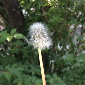 たんぽぽの画像