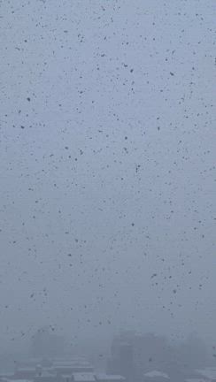 12月歴代１位の積雪ですって♡身長の半分くらいまで積もった雪に何度も埋もれて尻もちをついたの記事動画