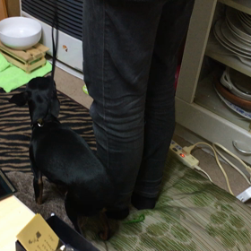 コユキのノーズワークトレーニングの画像