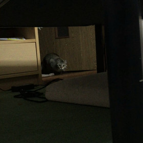 噛む、蹴るの画像