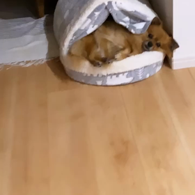 ミックス犬のこったんの寝方の画像