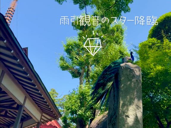 猛暑日のアジサイ寺 雨引観音 「開花状況 ご報告です」の記事動画