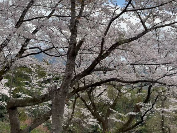 満開の雨引観音～勤行川桜つづみ～ラストは桜吹雪のトンネルの記事動画