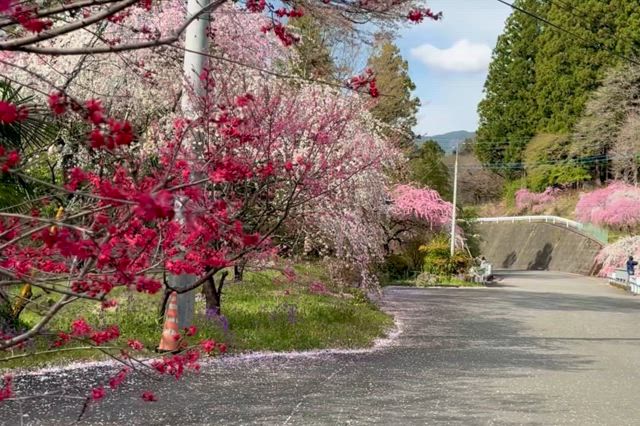 群馬の桃源郷 ｢小夜戸の花桃街道｣ 花嵐のFUN＋WALKの記事動画