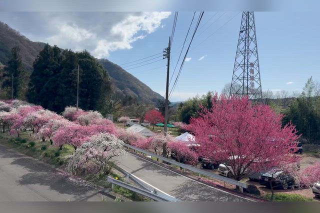 群馬の桃源郷 ｢小夜戸の花桃街道｣ 花嵐のFUN＋WALKの記事動画