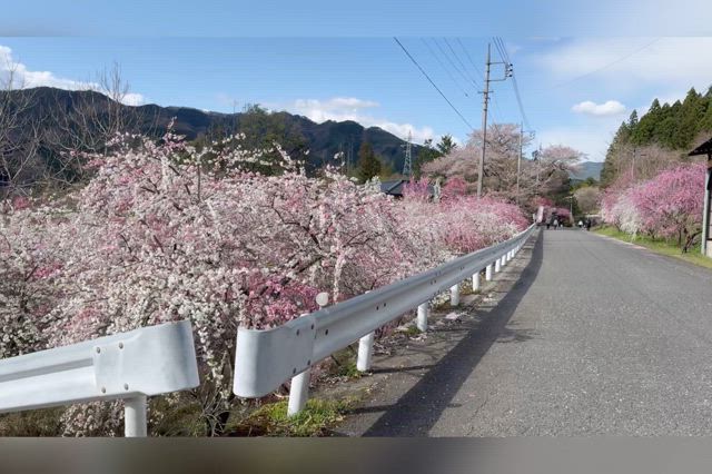 群馬の桃源郷 ｢小夜戸の花桃街道｣ 花嵐のFUN＋WALKの記事動画