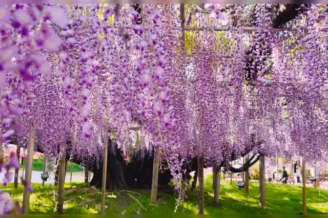 ｢ふじのはな物語｣ あしフラ史上サイコーの百花繚乱 (でした)の記事動画