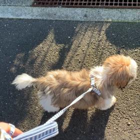 癒しをわけたいの画像