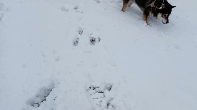 朝の投票中カンカン照りだった徳島も猛吹雪に(ﾟДﾟ;)の記事動画