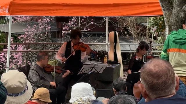 桜と音楽の共演。亀岡・ミチガーデンでにての記事動画
