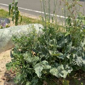 家庭菜園　6月　モンシロチョウの画像