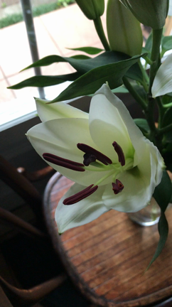 ゆりの花粉は取った方がいい？【アトリエフィーズ　西宮市】の記事動画
