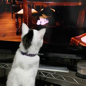 おうちでテレビの画像
