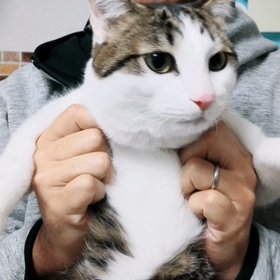 ネコキックの画像