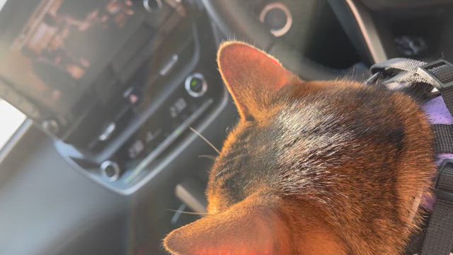 蘭ちゃん久しぶりに皮膚炎再発しちゃいましたの記事動画