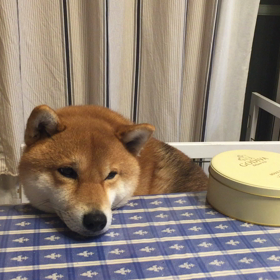 デパ地下と犬散歩。の画像