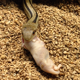 シマヘビくんのお食事の画像