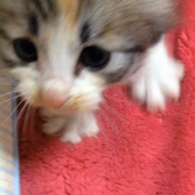 仔猫の画像