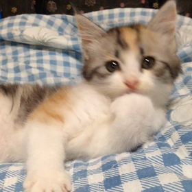 舐め猫 の 猫パンチの画像