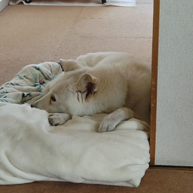 今日のシロくん 2の画像