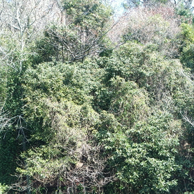 うぐいすの声の画像