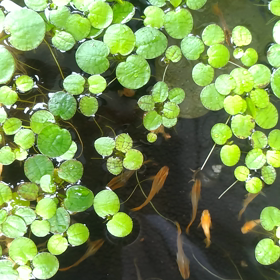 今年のメダカの画像