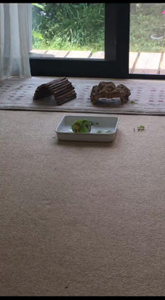 ラムとななのGWの記事動画