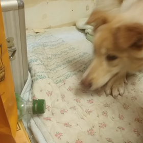 ”4月30日(土)に愛知県蒲郡市で犬の譲渡会！”の画像