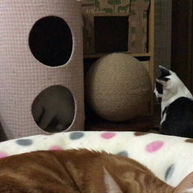 毎晩こんな感じ(￣∀￣)の画像