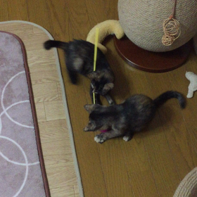 謎の疾走(￣▽￣)の画像