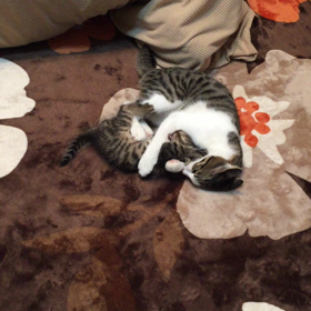 お気に入り動画の画像