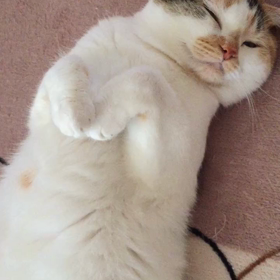 今朝の気分（´-`）.｡oOの画像