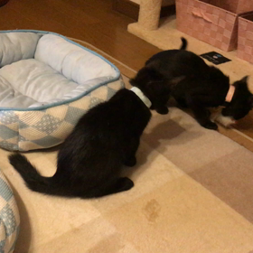 つきの&わくま  動画3本立ての画像