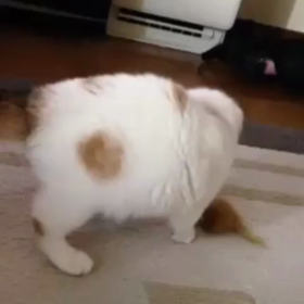 3カ月半のここちゃんの画像