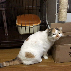 すりすり…の画像