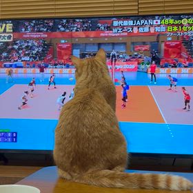 アジア大会　女子バレーの画像