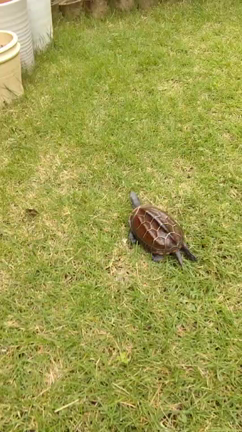 まるでラジコン⁉️の記事動画