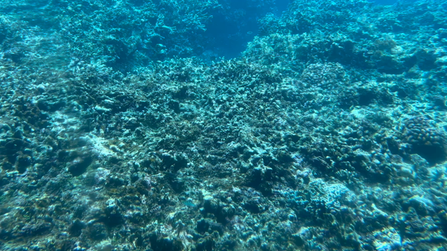 海の中の記事動画