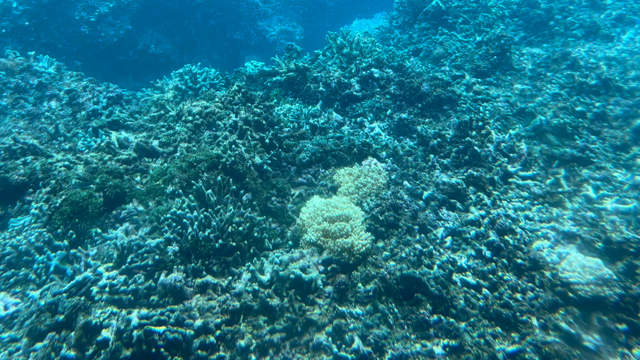 海の中の記事動画