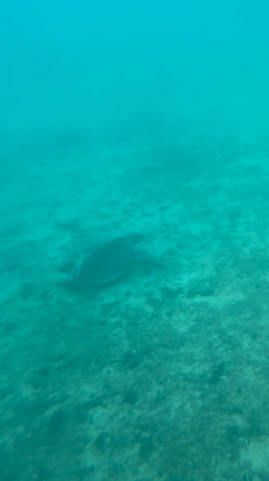 海の中の記事動画
