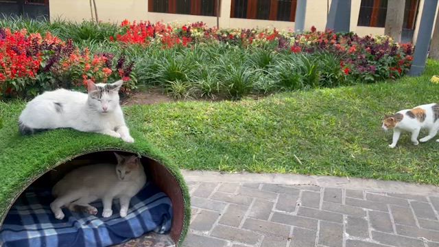 猫の記事動画