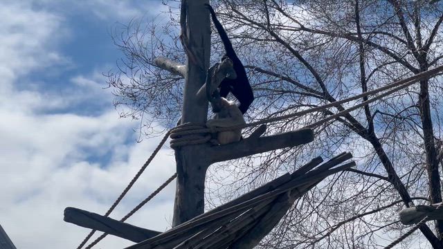 北米最大級の動物園の記事動画