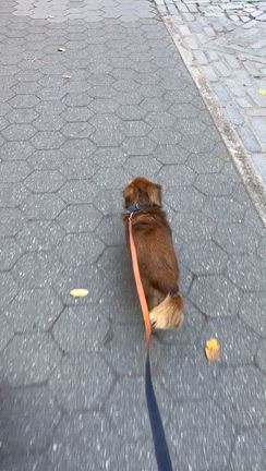 ポピーに似てる？！？の記事動画