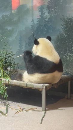 スミソニアン国立動物園♡の記事動画
