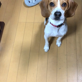 芸NO犬の画像