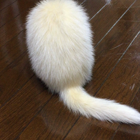 シーズン到来の画像