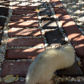 お散歩あーちゃんの画像