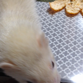 大好物の画像