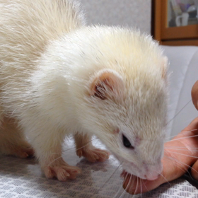 ウマウマTIMEの画像