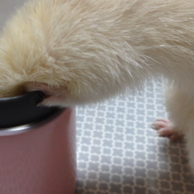 ゴクゴクゴクの画像